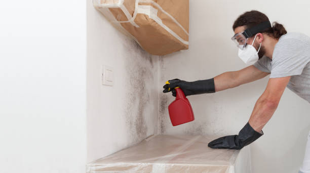 Basement Mold Remediation treatment on basement walls in Pleasant Hall