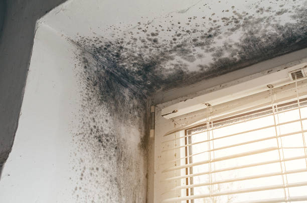 Mold Removal service in Pleasant Hall
